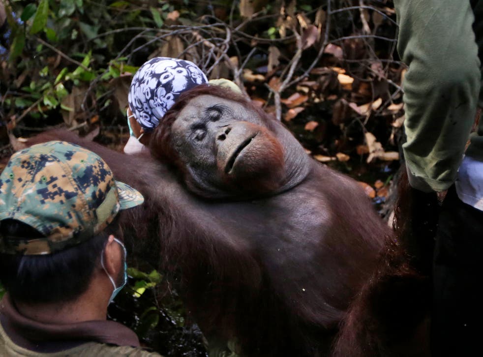Borneo Orangutan Survival Foundation carry a tranquilized orangutan as they conduct a rescue and release operation for orangutans trapped in a swath of jungle