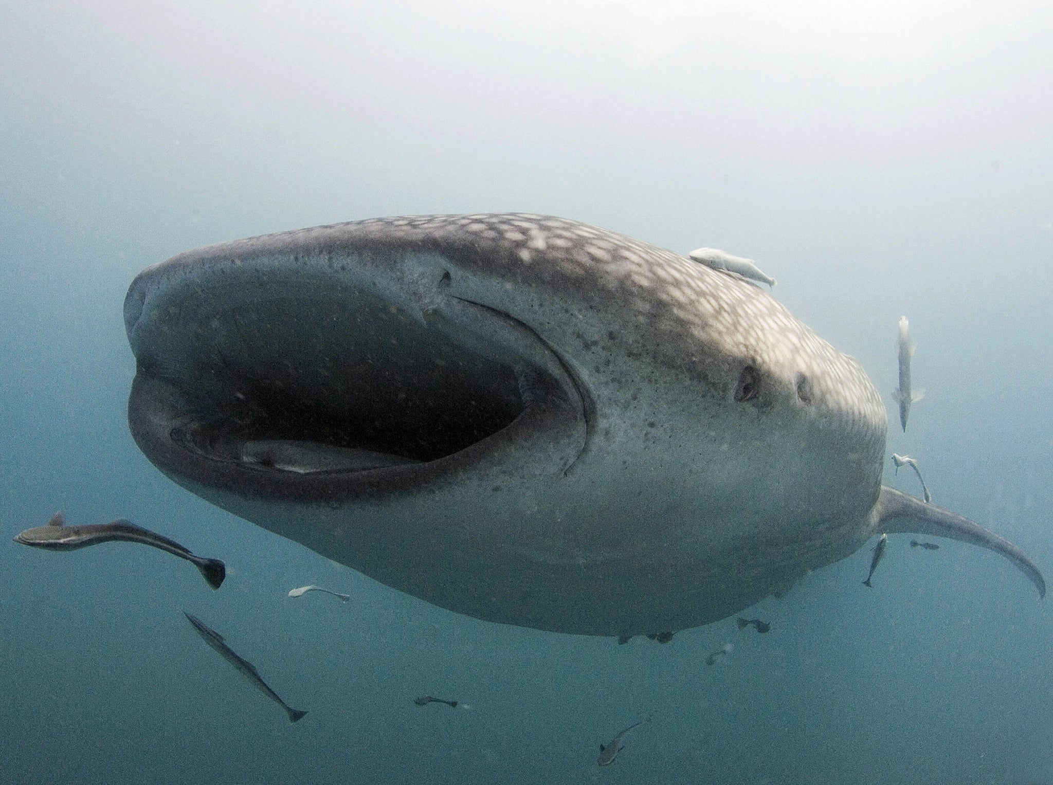 A whale shark, nearly six meters (20 feet) long, swims near the surface of the plankton-rich water (Getty Images)
