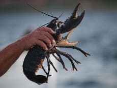Buddhist monks buy 600lbs of lobster to release them back into ocean