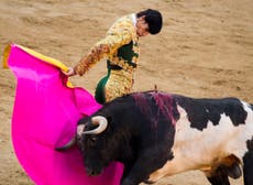 Read more

Slaughter of mother of bull that gored matador sparks anger