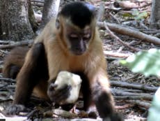 Read more

Monkeys have been ‘using stone tools for at least 700 years’