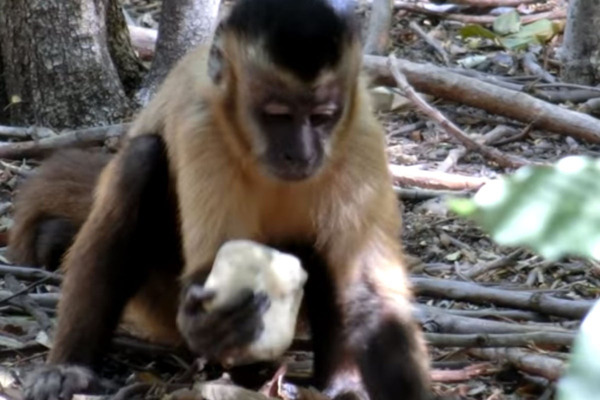 Monkeys have been using tools for at least 700 years, archaeologists ...