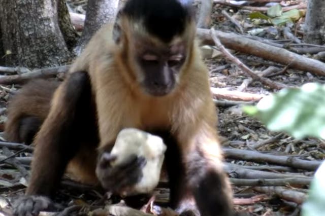 A capuchin monkey smashes a cashew nut with a stone ‘hammer’ placed on a sandstone ‘anvil’