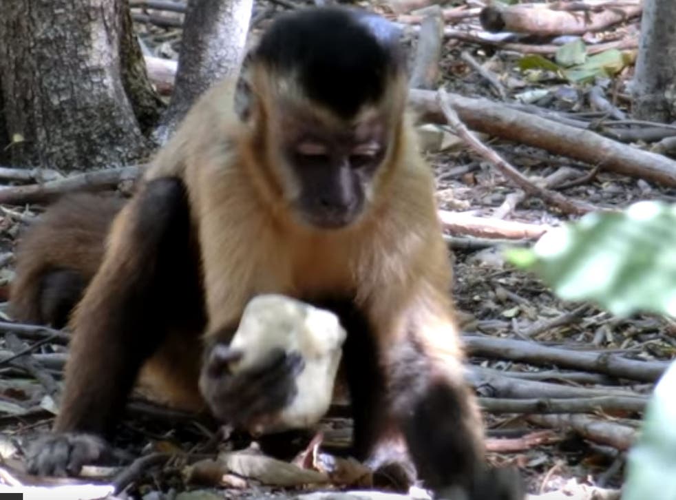 A capuchin monkey smashes a cashew nut with a stone ‘hammer’ placed on a sandstone ‘anvil’