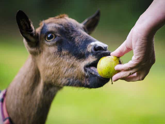 Researchers at Queen Mary University of London have shown that goats also demonstrate an affinity with humans