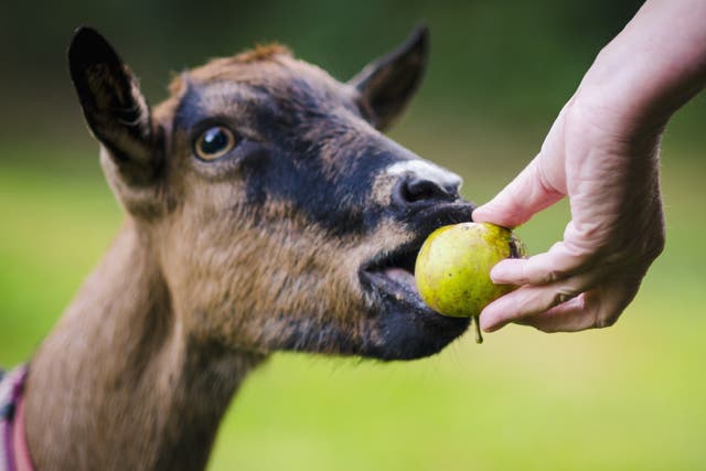 Researchers at Queen Mary University of London have shown that goats also demonstrate an affinity with humans
