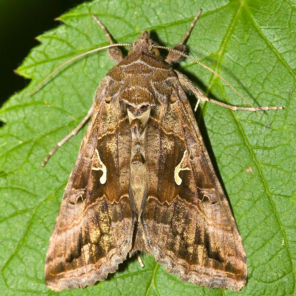 A Silver Y moth up close