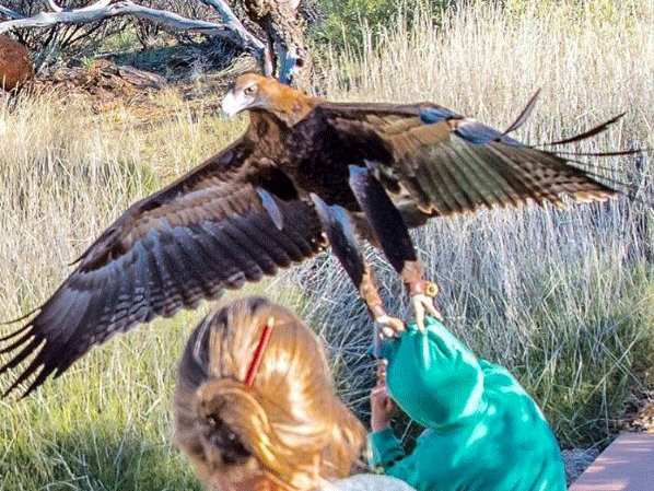 The boy was said to have been zipping and unzipping his jumper when the eagle swooped