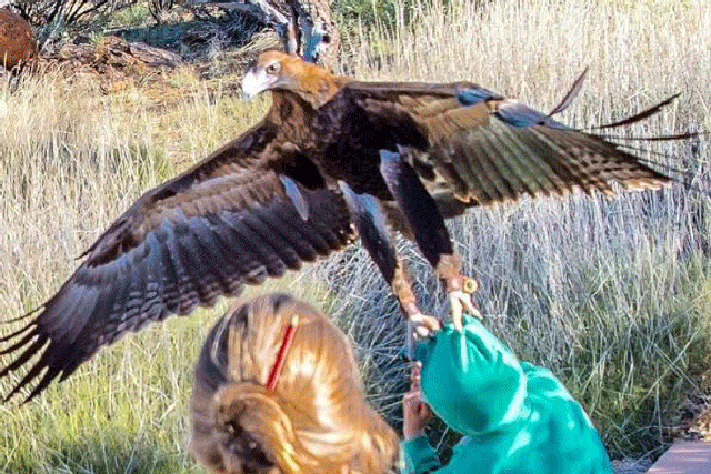 The boy was said to have been zipping and unzipping his jumper when the eagle swooped