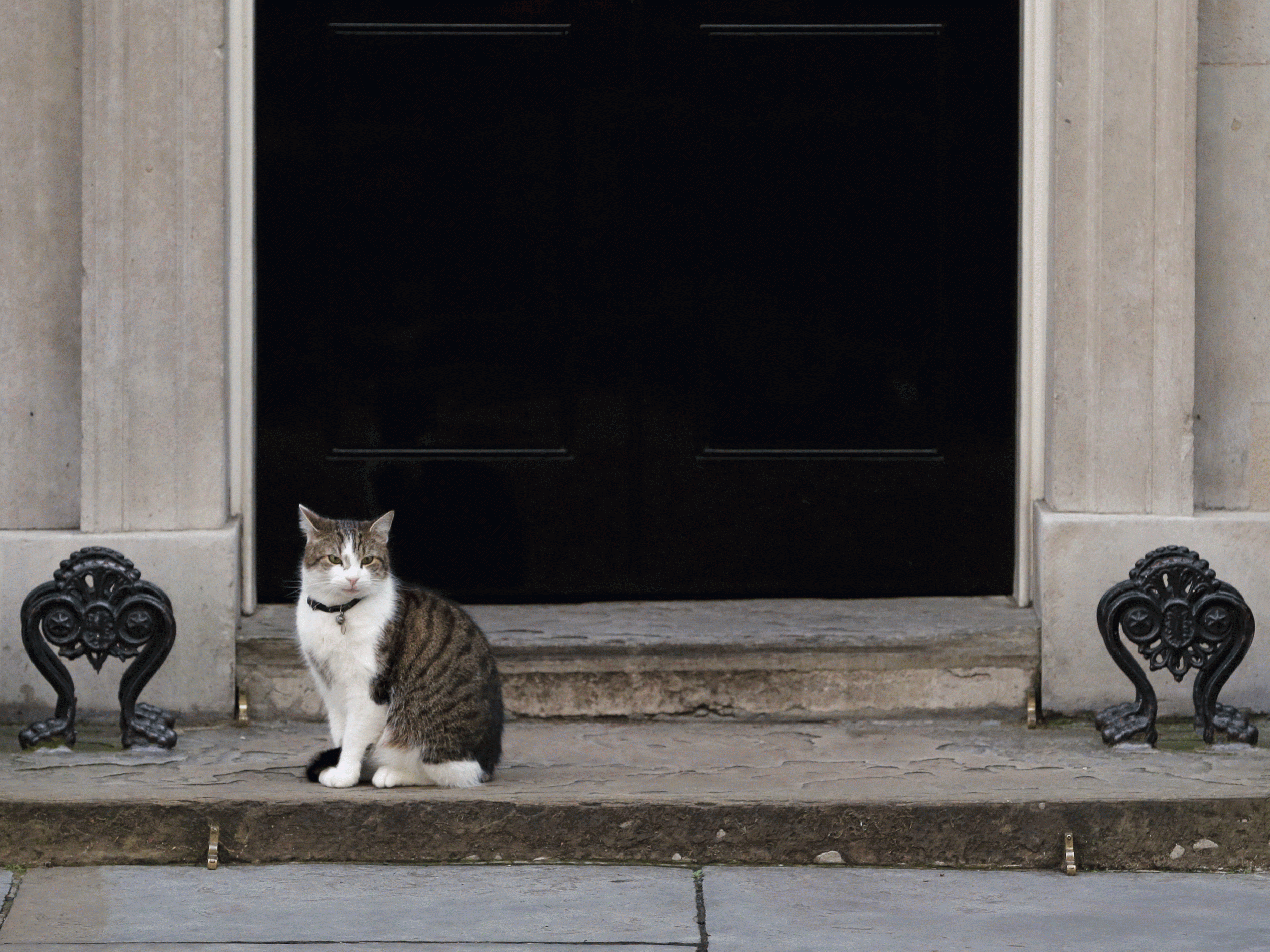 Not everyone is convinced Larry the mouser at Downing Street should be left behind