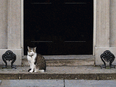 Larry the cat caught failing to eat mouse