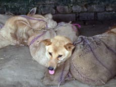 Horrific images emerge of India's version of the Yulin Dog Meat Festival