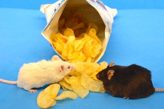 One mouse got fat, while the other didn't when fed a typical Western diet