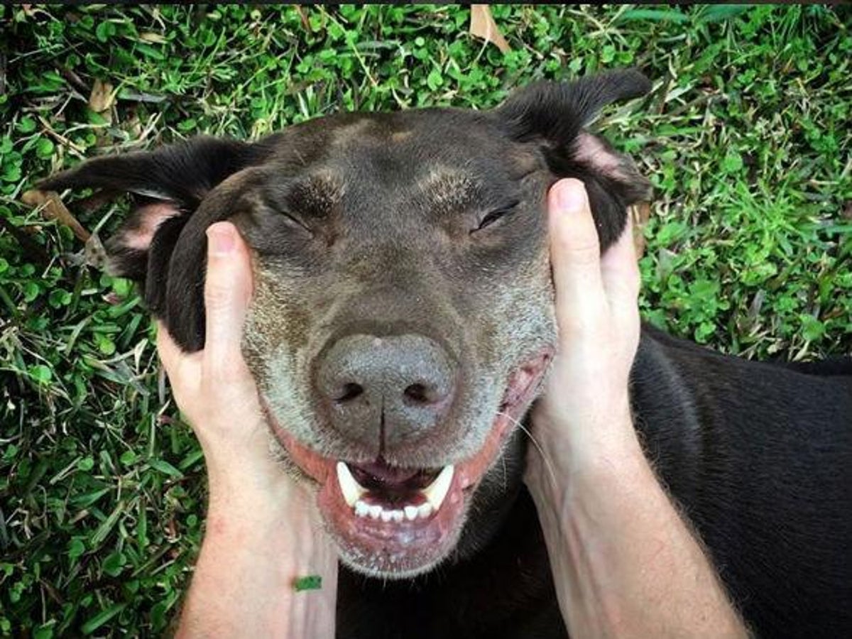 LA Dodgers Help Dog with Cancer