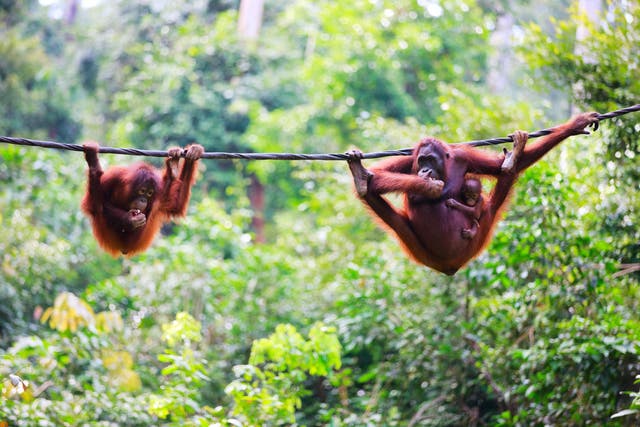 A trip to Borneo has risen by £90 per person