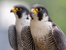 Peregrine falcons stun academics by not cheating on their partners despite move from cliffs to big city