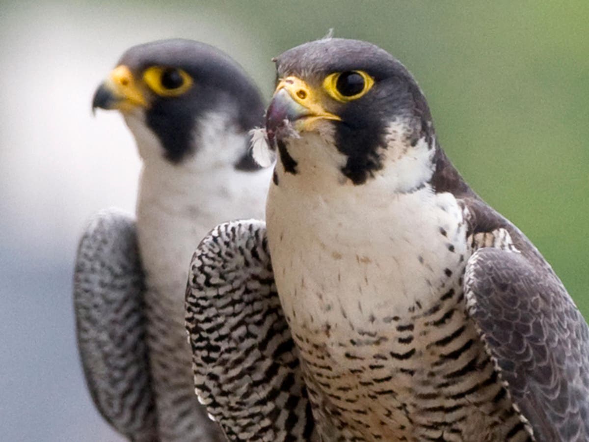 Peregrine falcons stun academics by not cheating on their partners despite  move from cliffs to big city | The Independent | The Independent