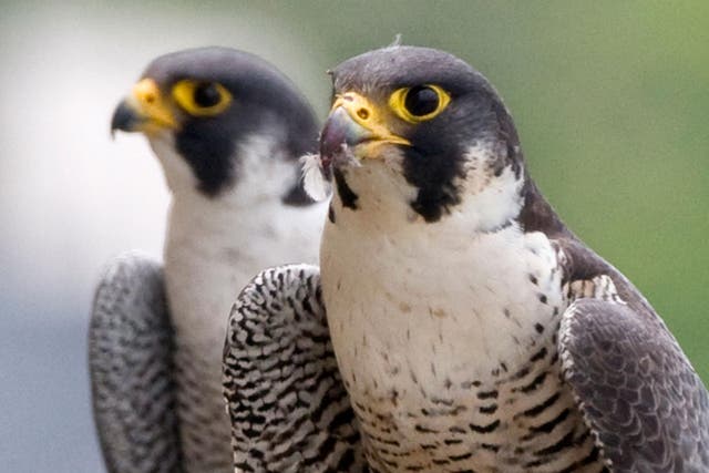 A new study suggests that peregrine falcons could be champions of true love