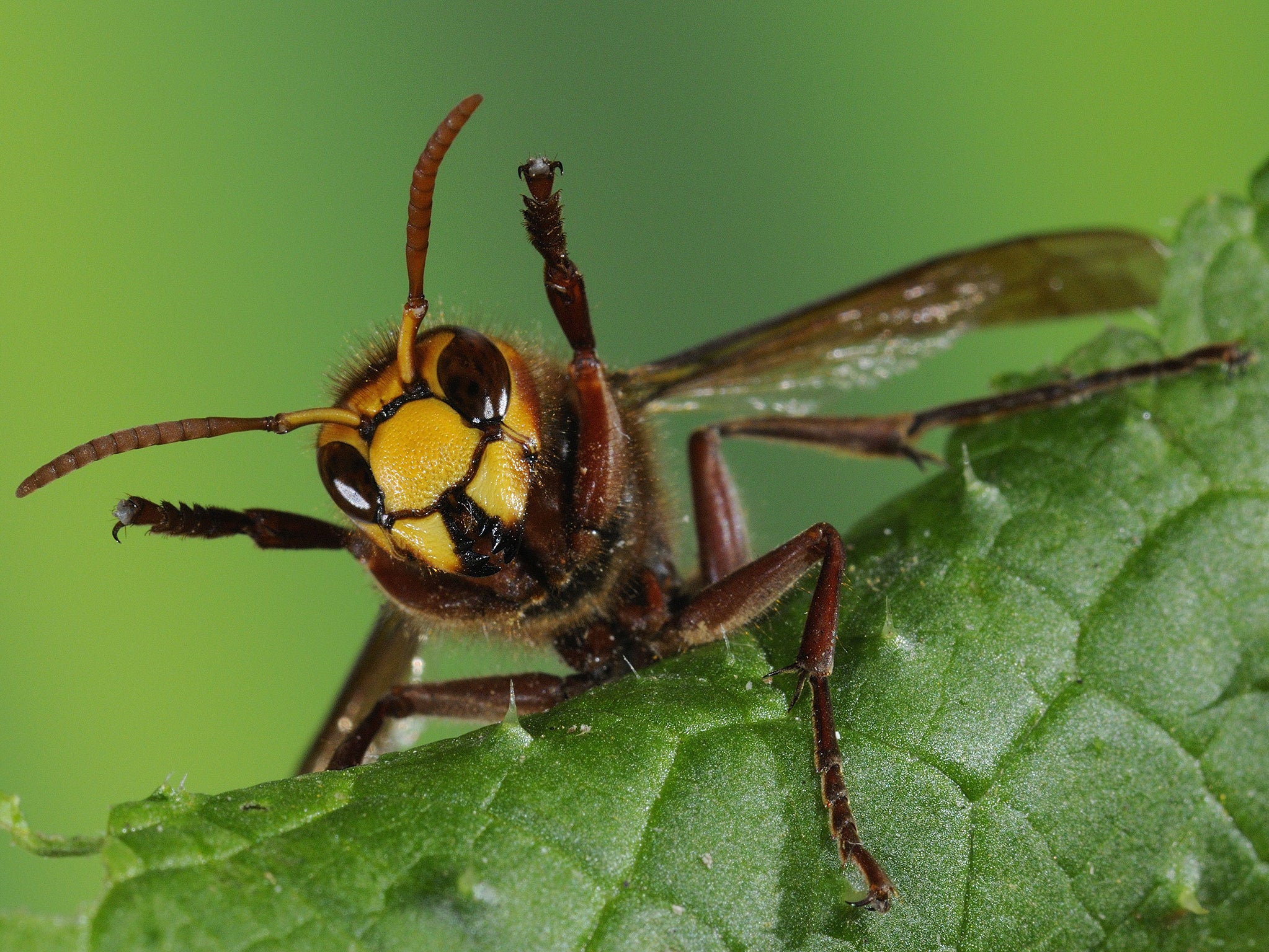 European Hornet on a leaf in Oxfordshire