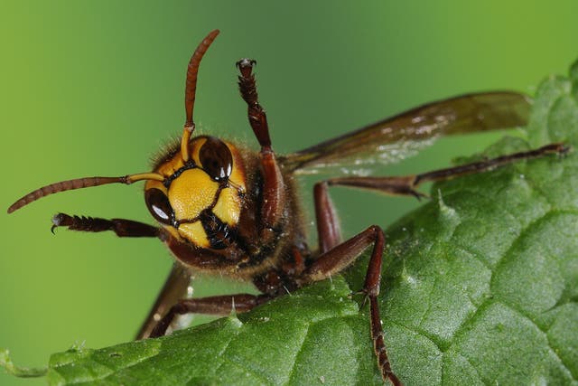 European Hornet on a leaf in Oxfordshire