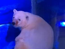 Polar bear imprisoned in Chinese shopping mall ‘for shoppers’ selfies’