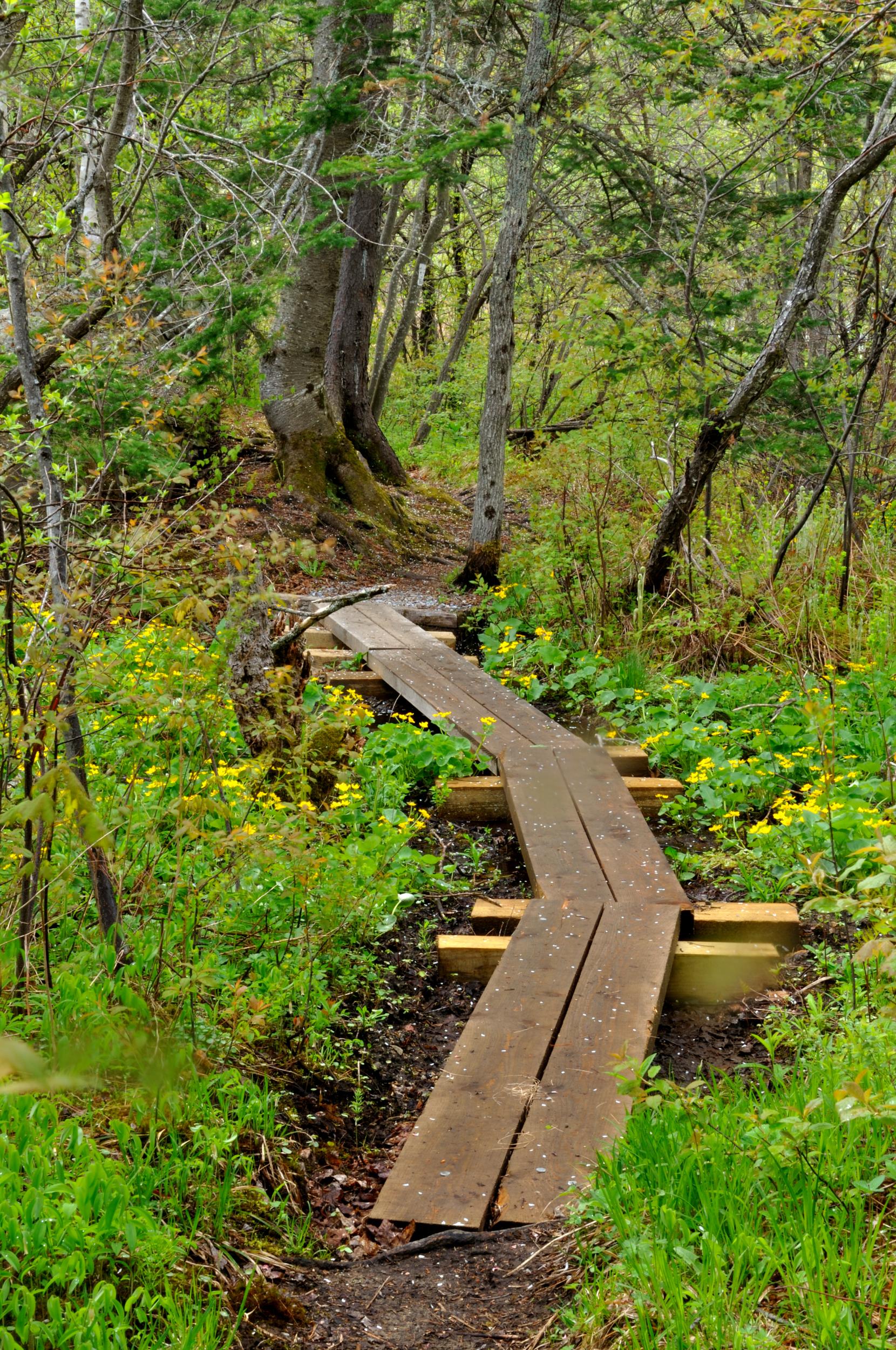 Walk part of the Appalachian Trail in Killington, Vermont