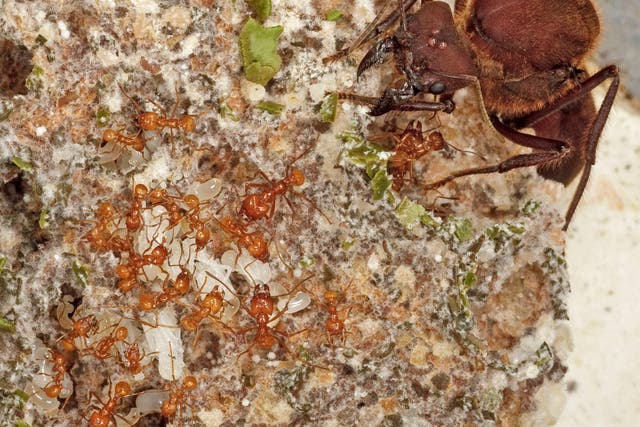 Tiny nurse ants tend to white ant larvae as the massive queen of a fungus-farming colony looks on
