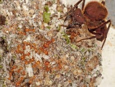 Ants 'invented farming 60 million years ago'