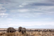 Ahead of the game: on safari in Botswana and Zambia