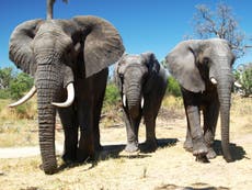 Elephant populations in ‘deeply disturbing’ decline on African savannah