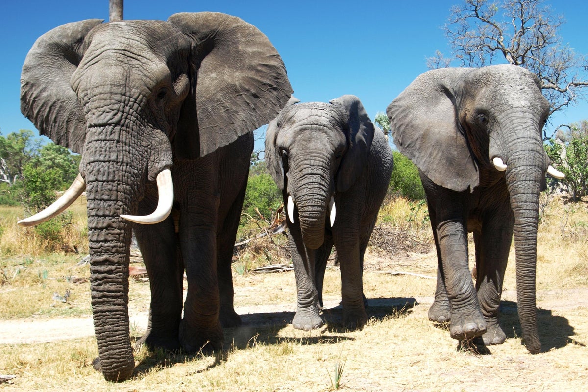 Elephant populations in ‘deeply disturbing’ decline on African savannah