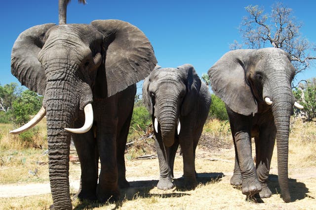 Elephants at Stanley's Camp in Botswana