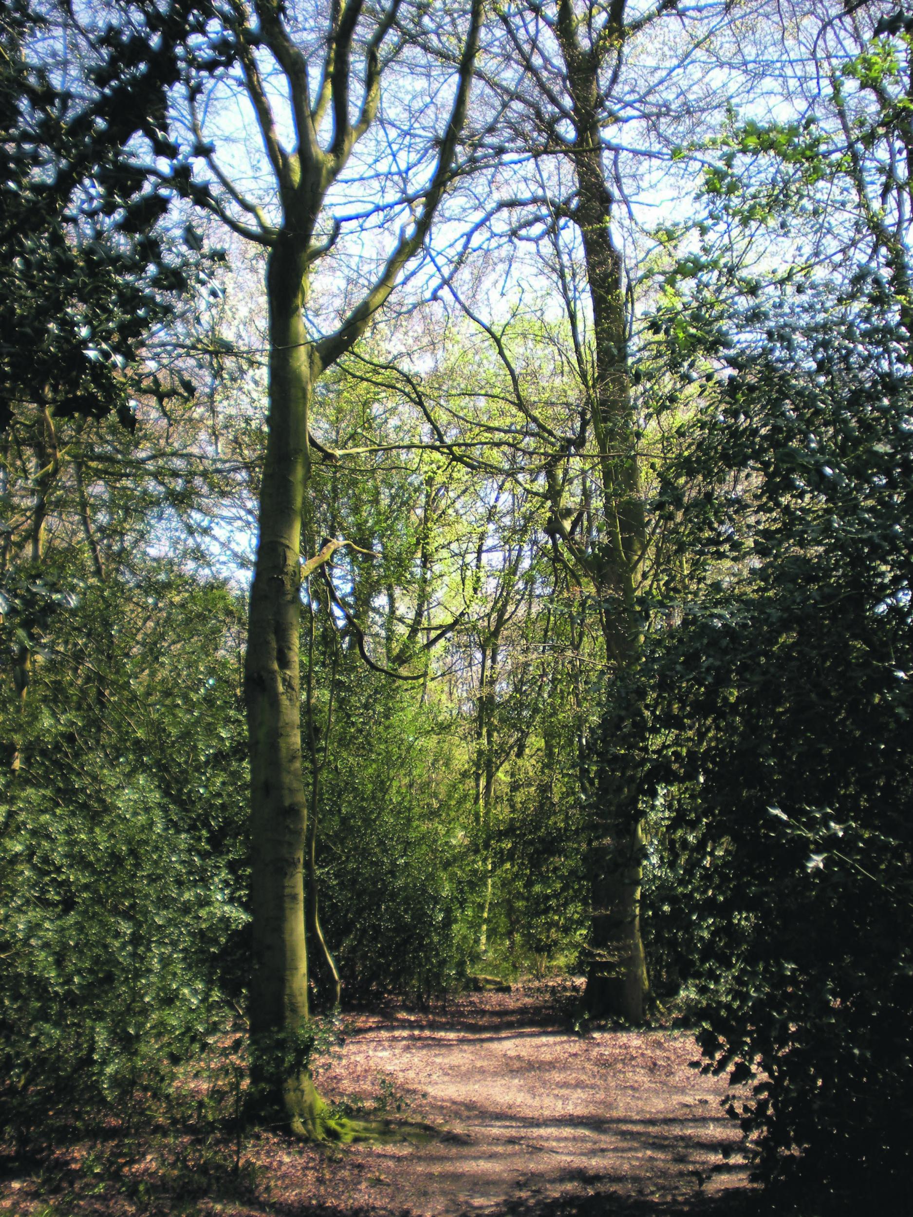 Atkins Wood