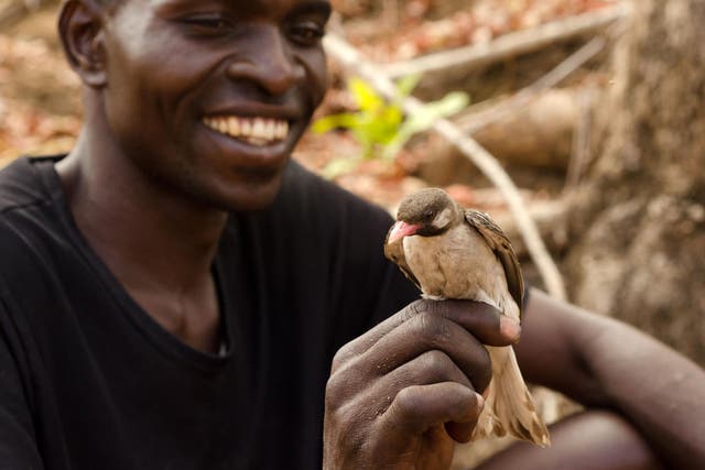 Honey-hunter Orlando Yassene with a greater honeyguide in Mozambique's Niassa National Reserve