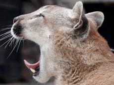 The owner of Dartmoor Zoo on lost lynxes and the mystery of the UK's wild pumas