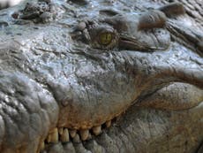 Surfer survives crocodile attack after friend fights it off