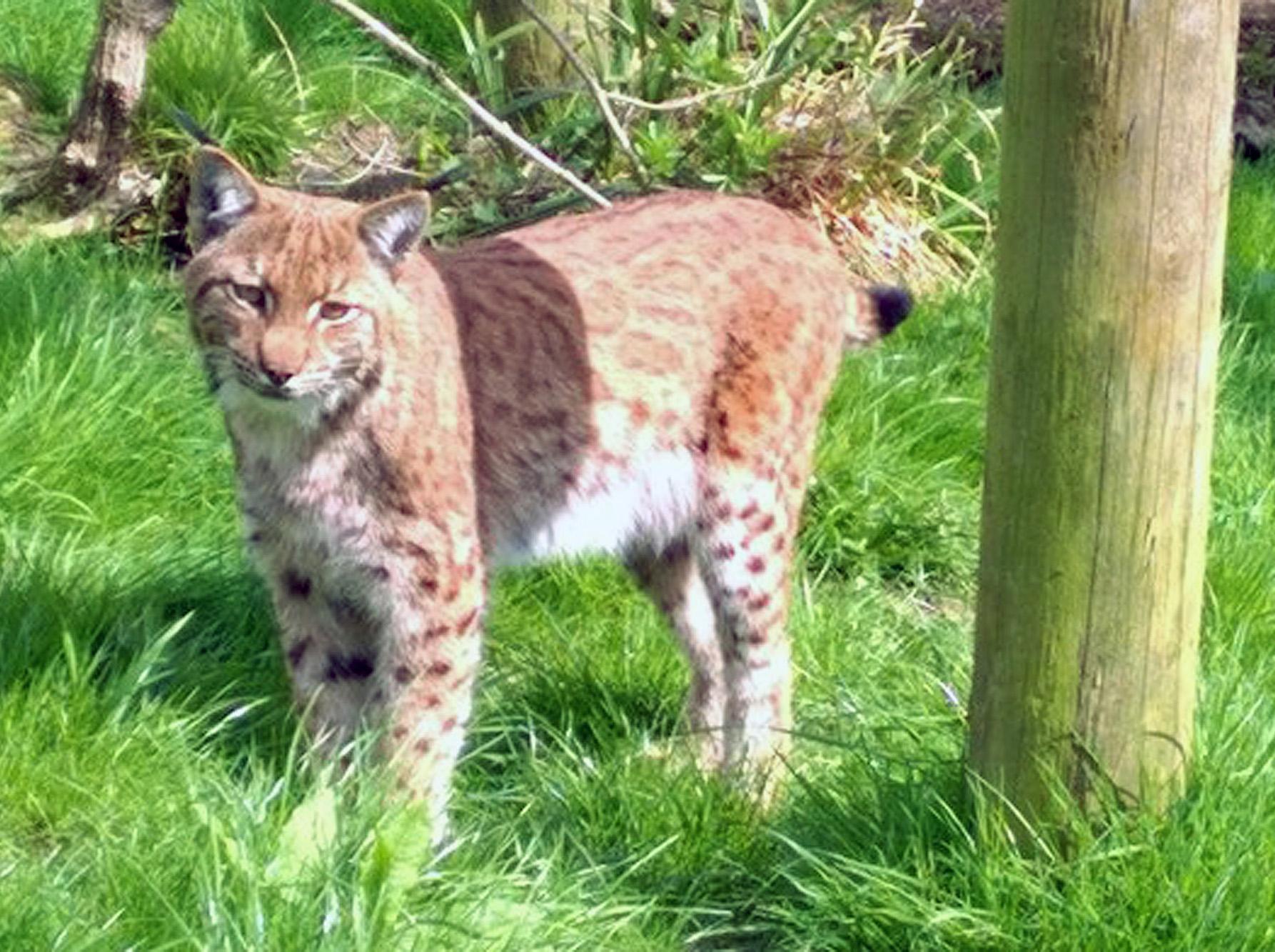 Flaviu the Lynx has been missing from Dartmoor Zoo since 6 July