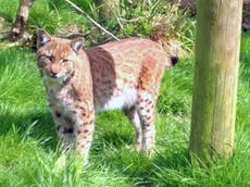 Dartmoor lynx recaptured after three weeks on the run from zoo