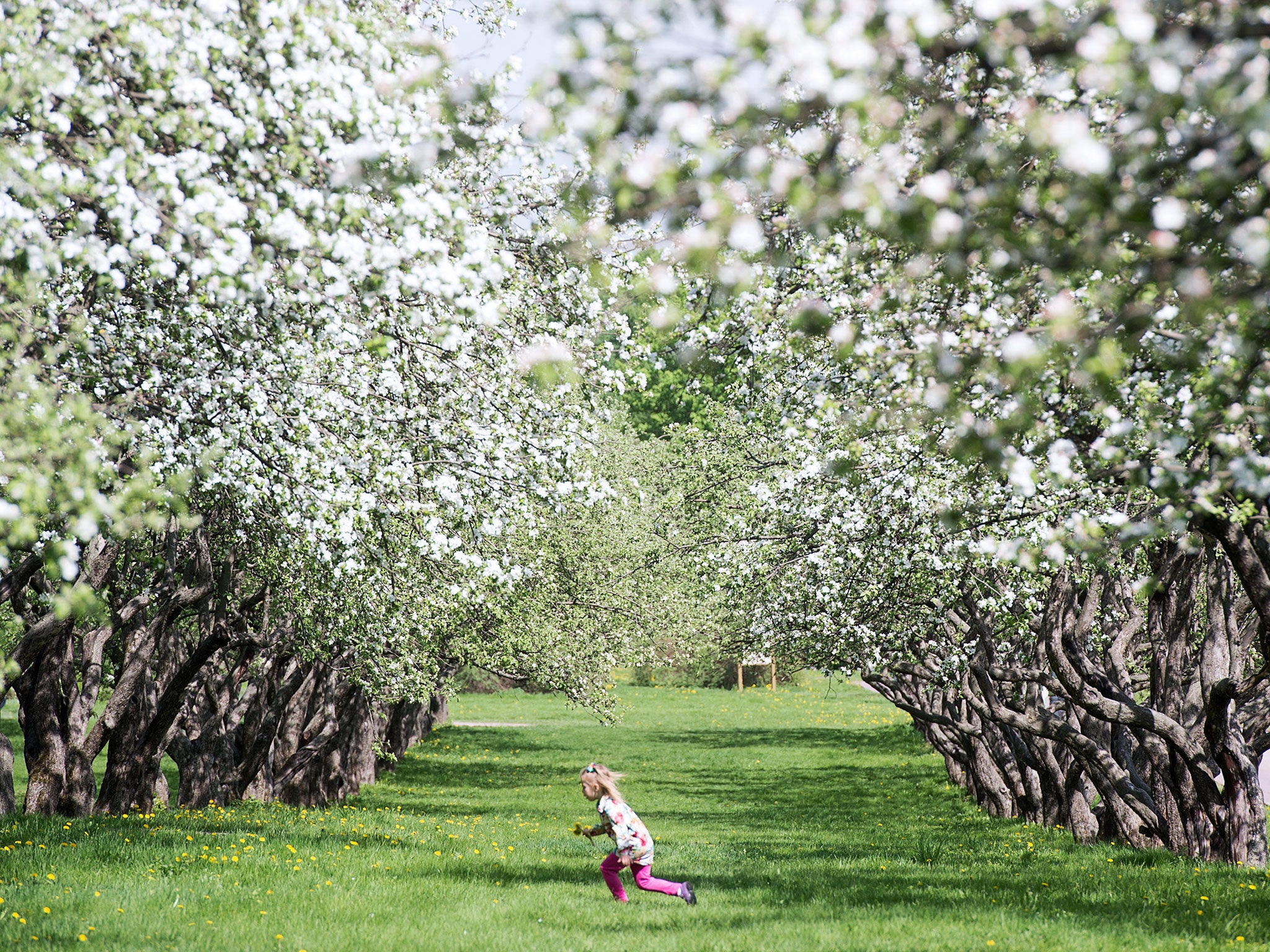 A girl runs under blossoming apple trees in Moscow's Kolomenskoye park