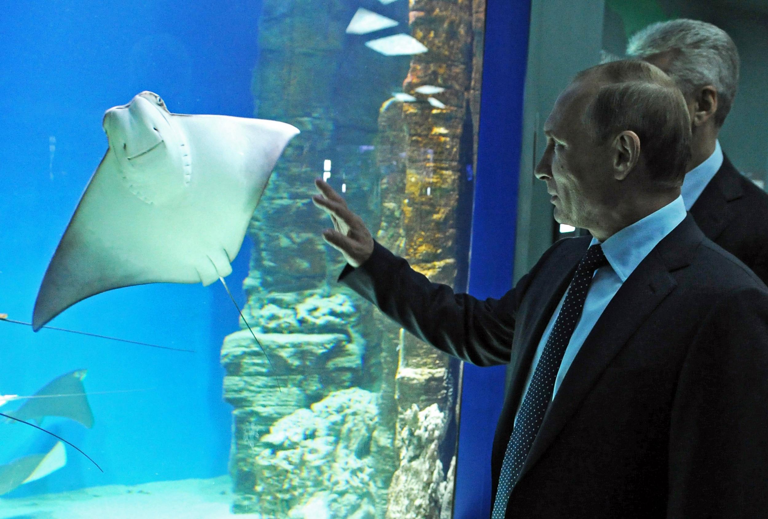 Russian President Vladimir Putin at the Moskvarium Centre the All-Russia Exhibition Centre (VDNKh),