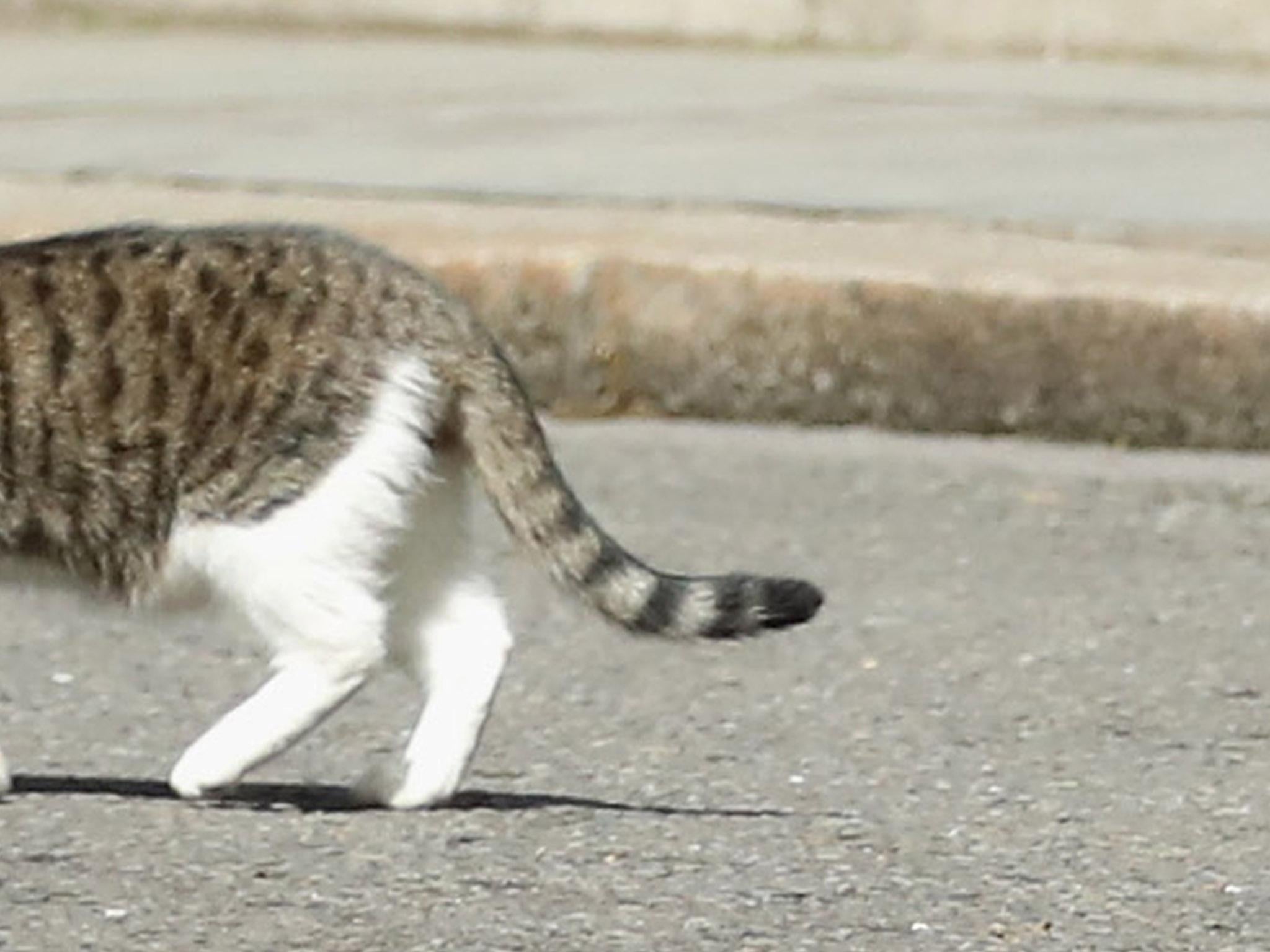 Sapeurs Pompier went missing from his home in Belfast in early 2015 and has only just reappeared