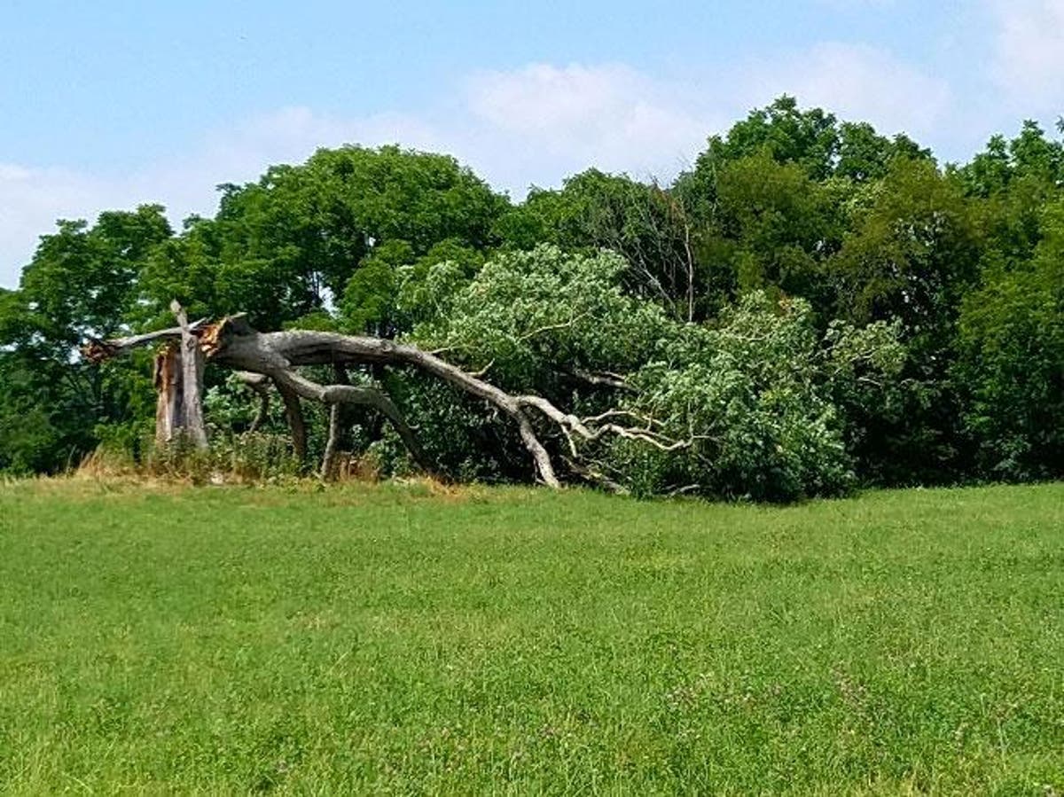 Shawshank Redemption Famous oak tree from 1994 film toppled by heavy