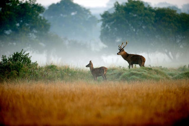 The Capreolus Club says it has “exclusive rights” from the City of London to hunt deer (file pic)