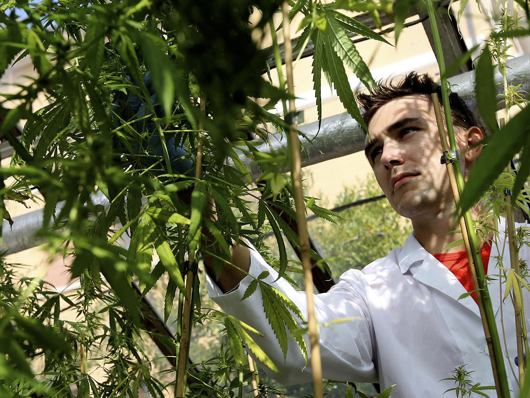 The Italian army has been entrusted with growing large amounts of cannabis for medical patients