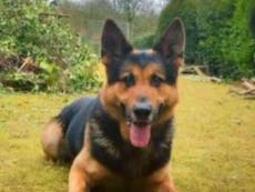 Police dog breaks necks in big fall while chasing suspected thieves