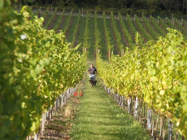 The Albury vineyard in Surrey makes natural wine