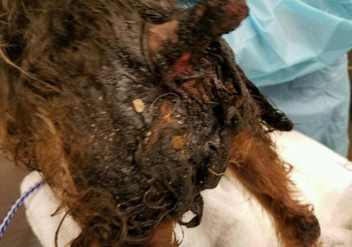 The rear end of the yorkshire terrier was badly burnt