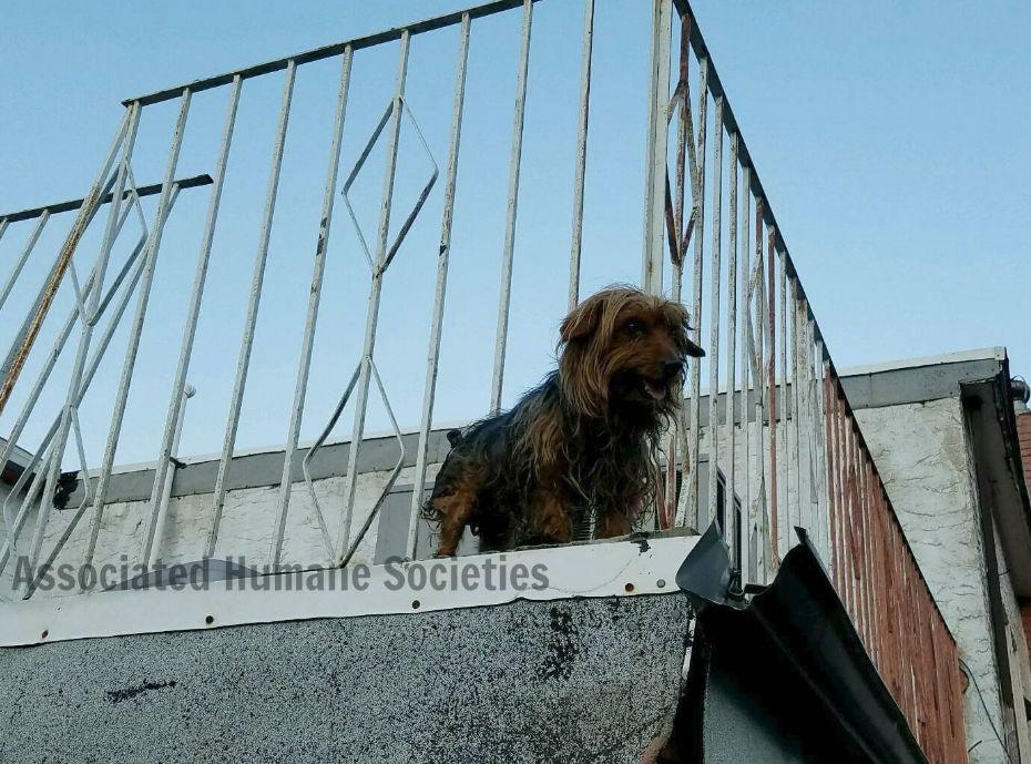 The terrier tried to find a spot where the tarmac would not burn her feet