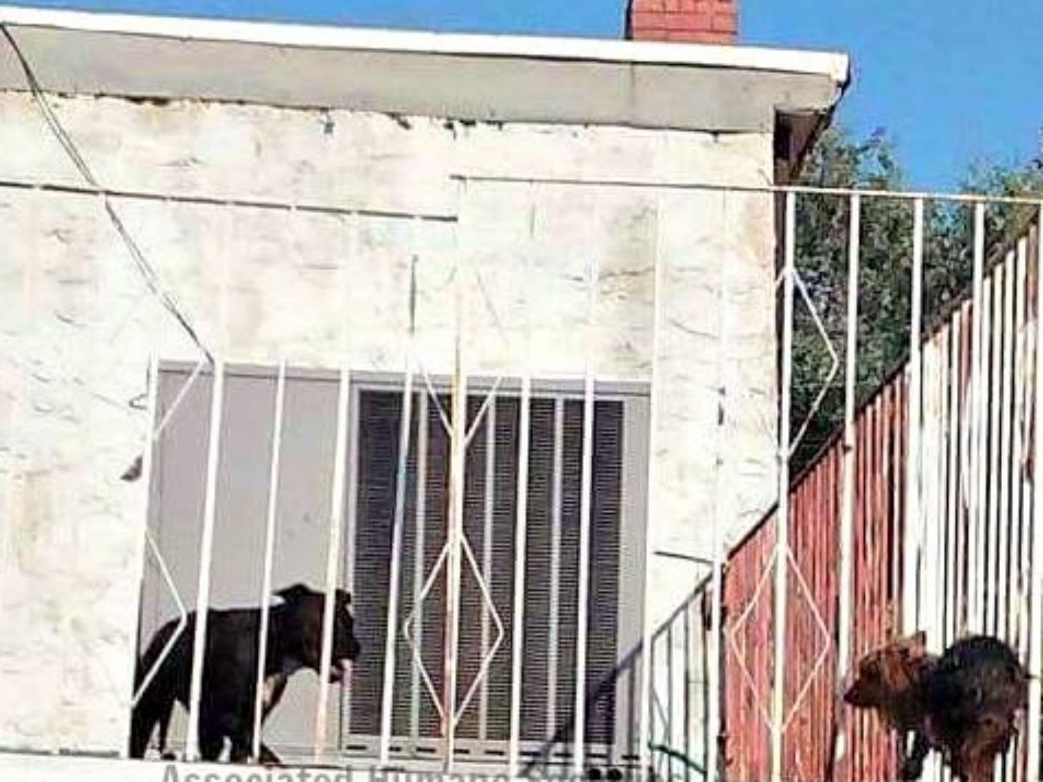 The two dogs were trapped on the roof all day until 5pm