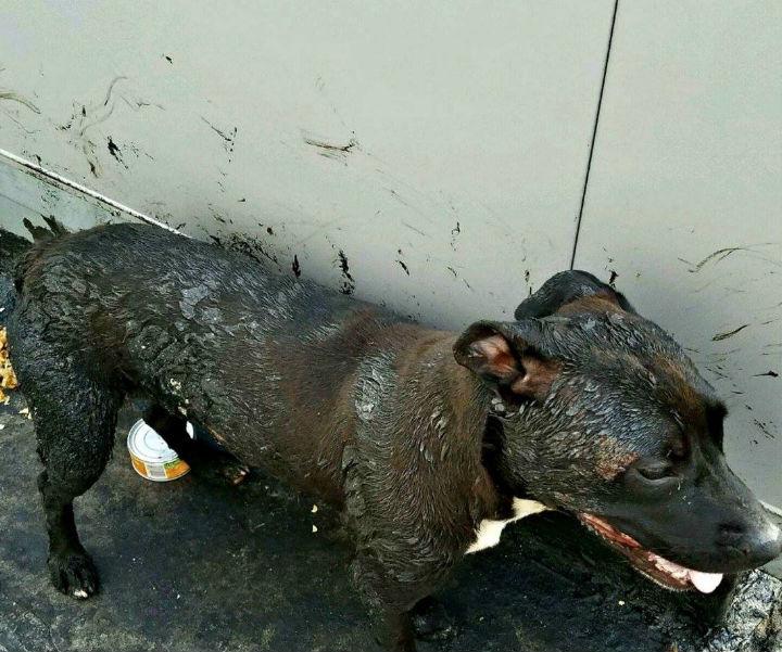 The pit bull was covered in tar and had 'almost given up hope'